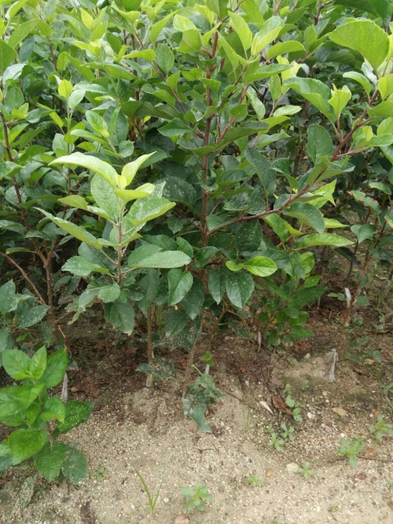 烟富六号苹果树苗80cm以上