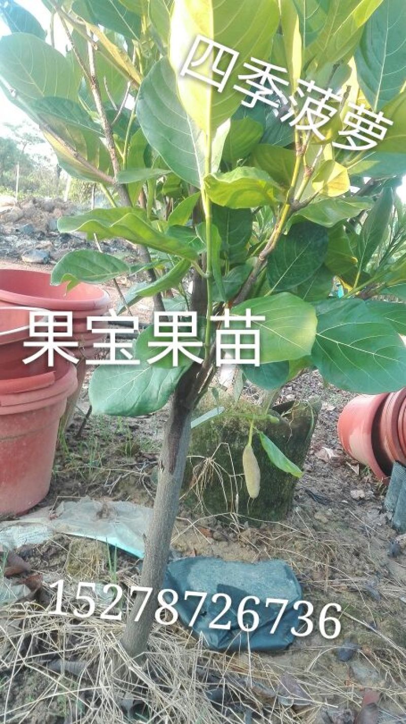 1号菠萝蜜苗稿接树