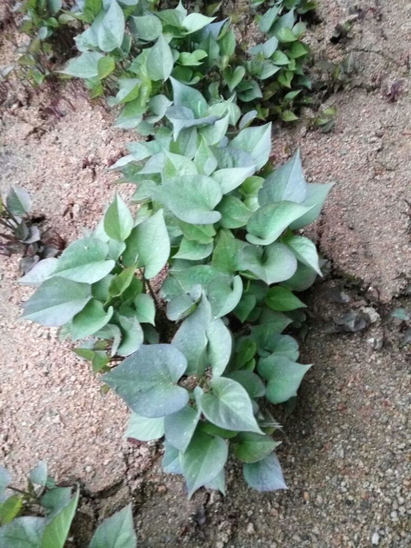 商薯19红薯苗25~35cm