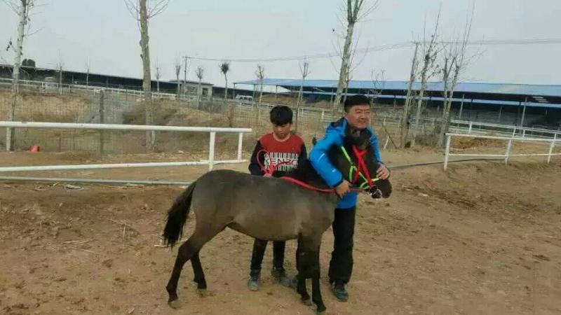矮马300~400kg