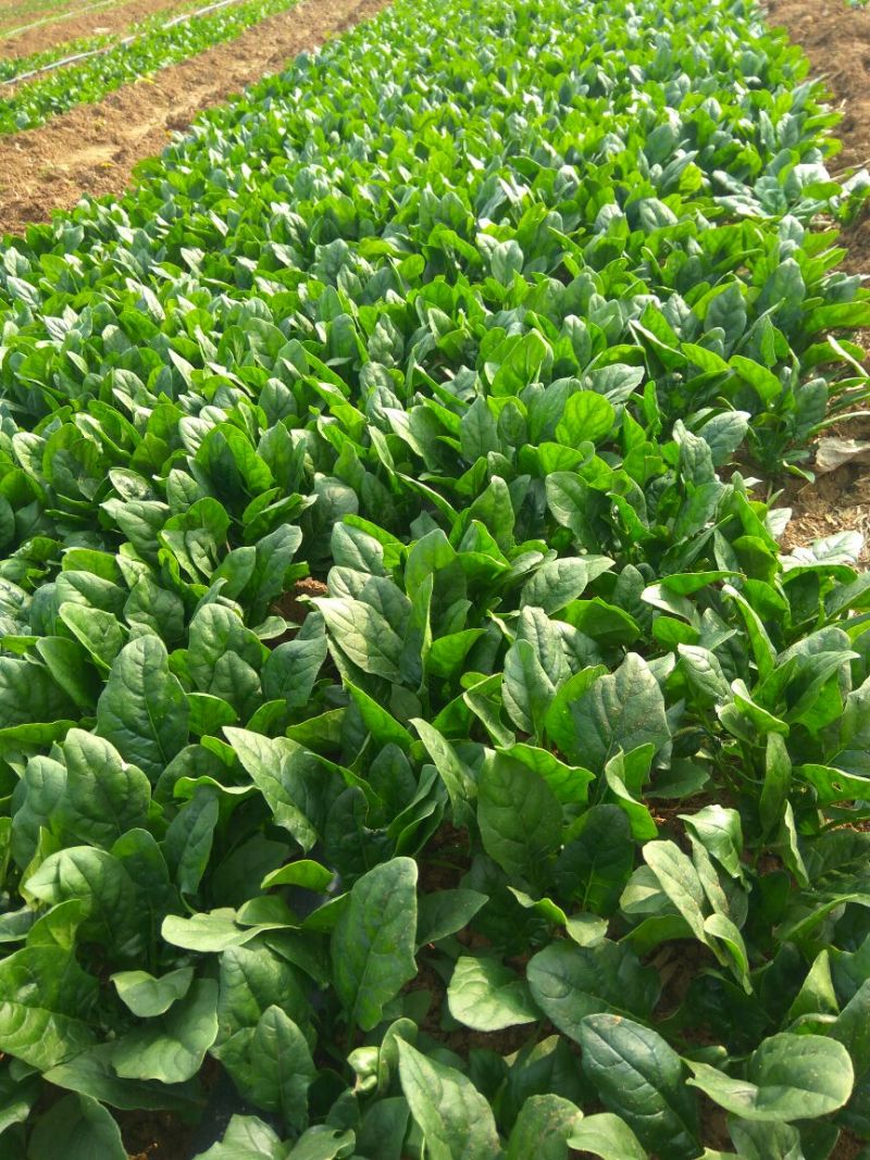 大叶菠菜20~25厘米