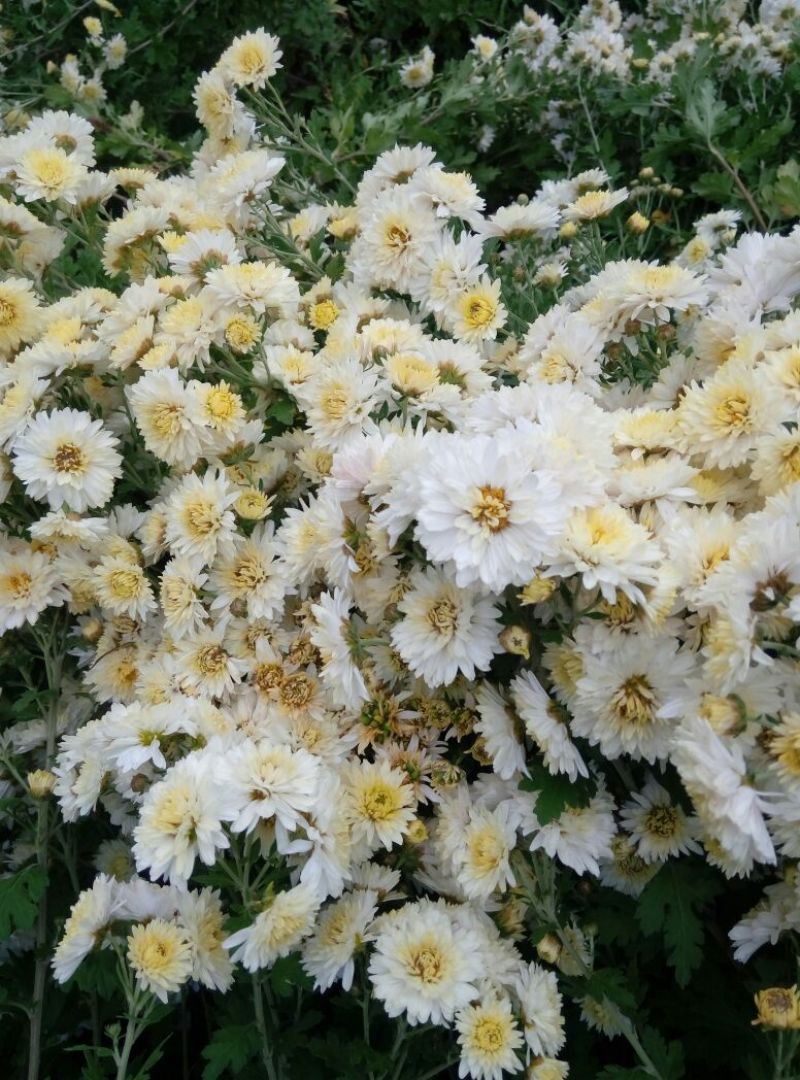 杭州白菊袋装