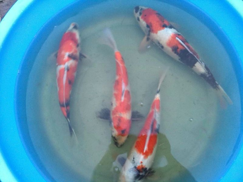 锦鲤0.5公斤以下鱼苗