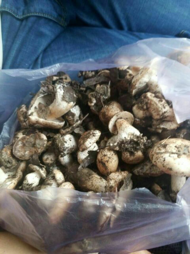 野生菌一级