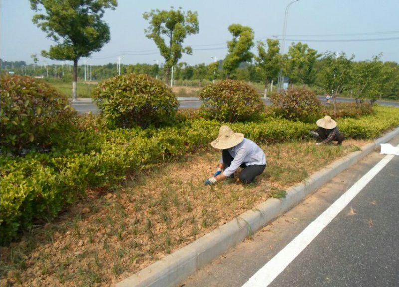 麦冬草