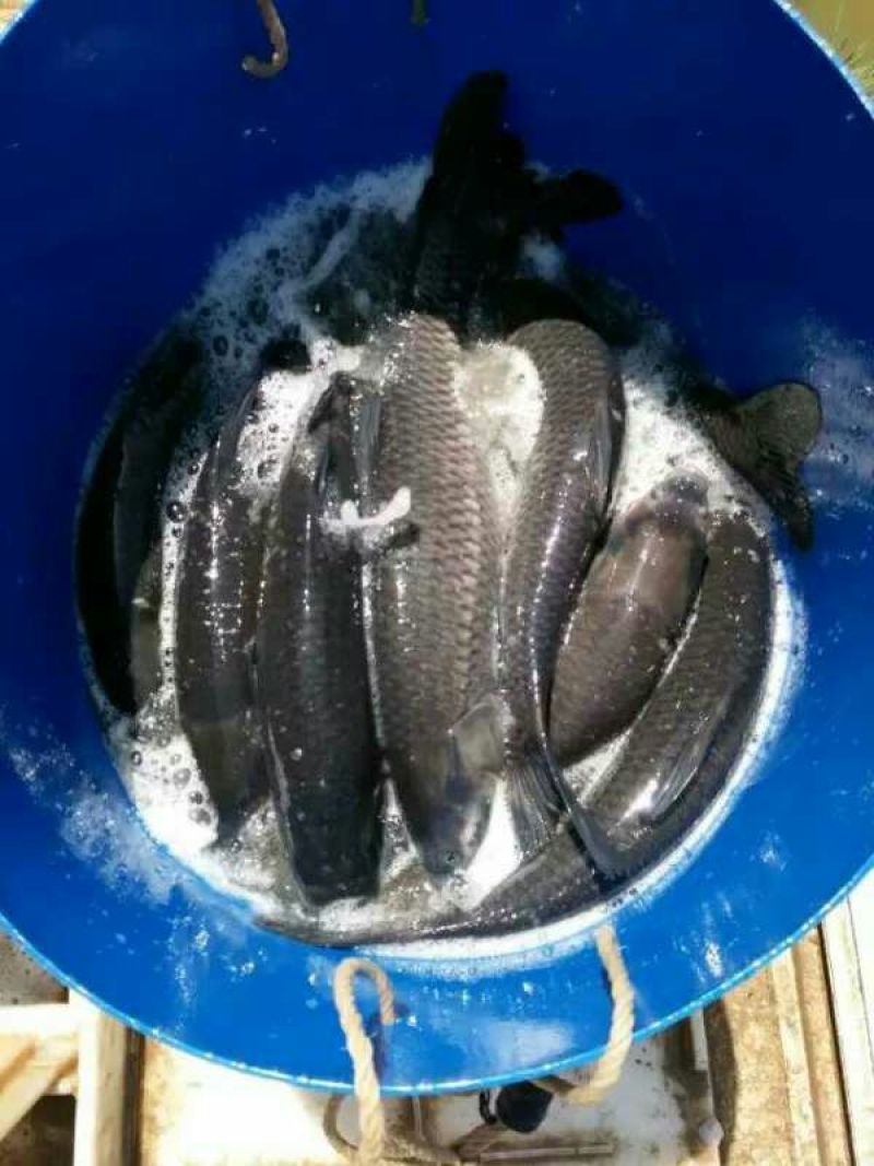 池鲤鱼食用1~2公斤