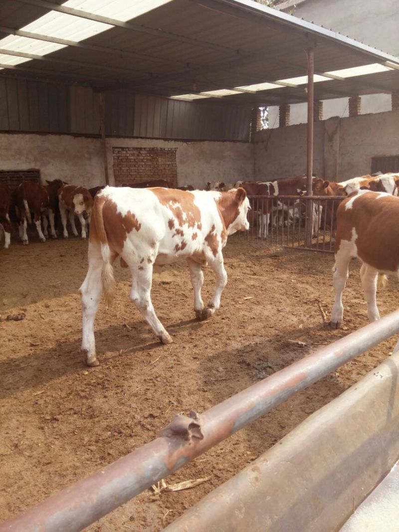 西门塔尔牛犊改良肉牛犊，育肥牛犊100~200kg