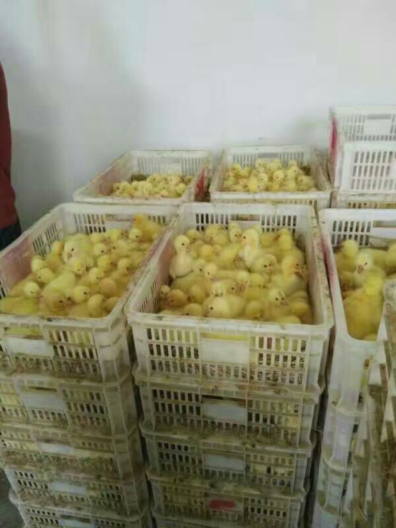 狮头鹅苗250g以下
