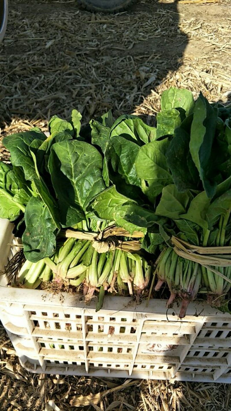 大叶菠菜15~20厘米
