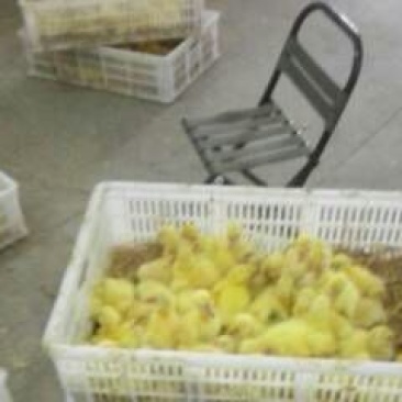 鹅苗250g以下