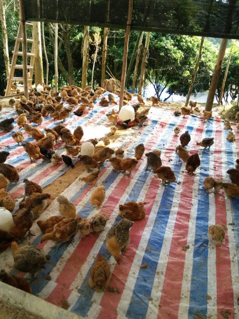 脱温鸡500克以上脱温苗