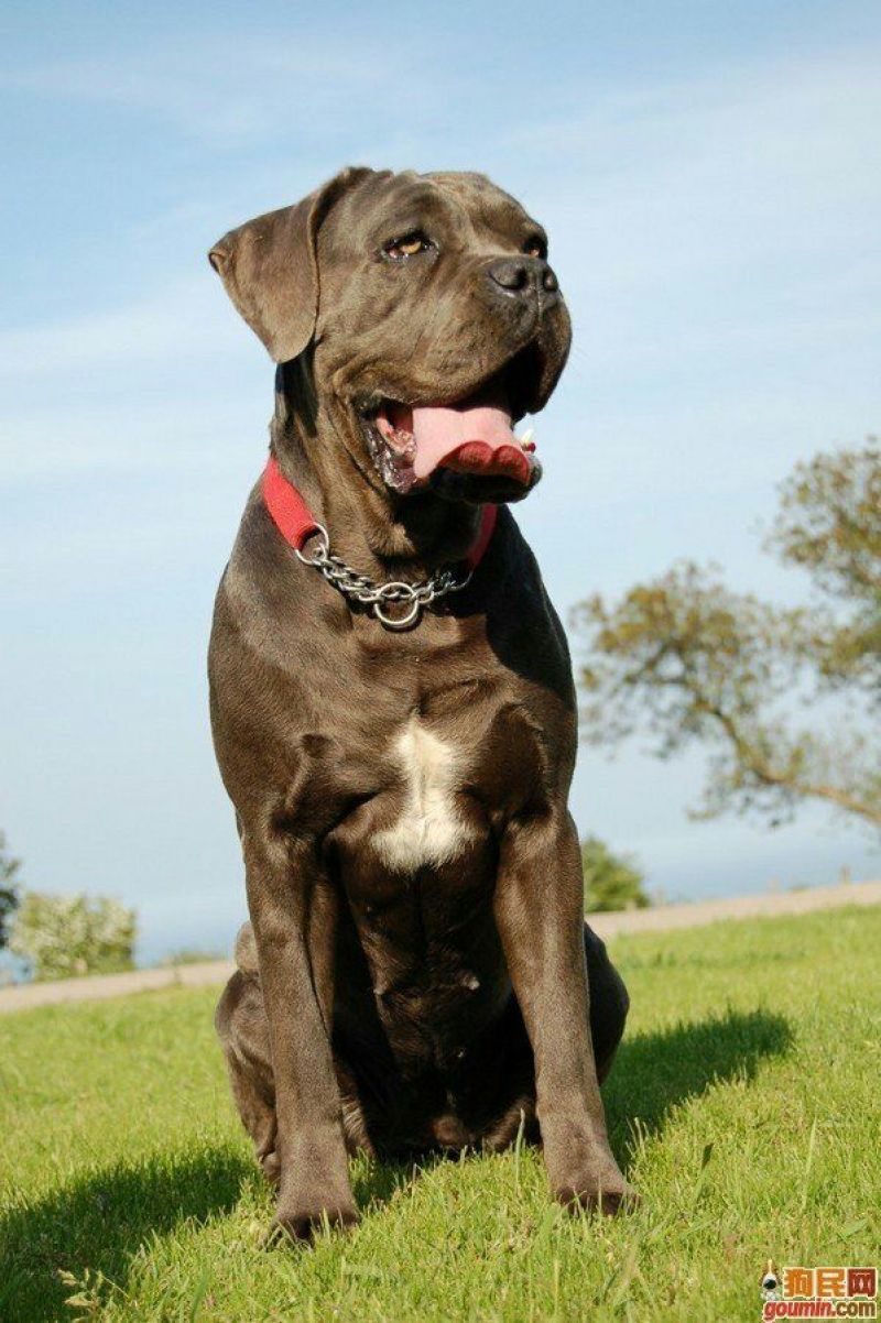 比特犬