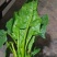大叶菠菜15~20厘米