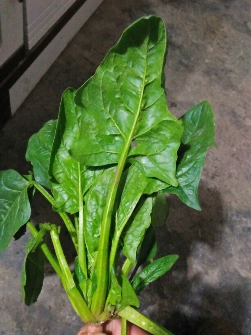 大叶菠菜15~20厘米