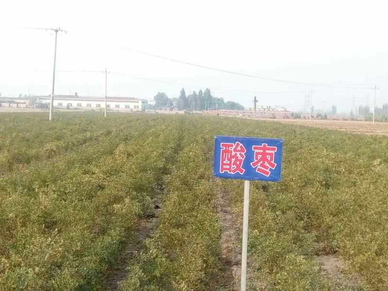沧州大枣苗80~110cm