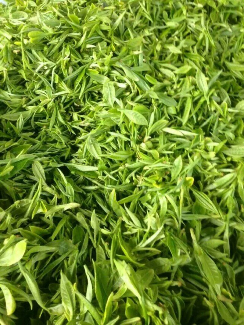 百年大树茶一级