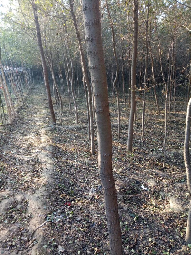 榆树6~8cm6~8cm3~3.5m