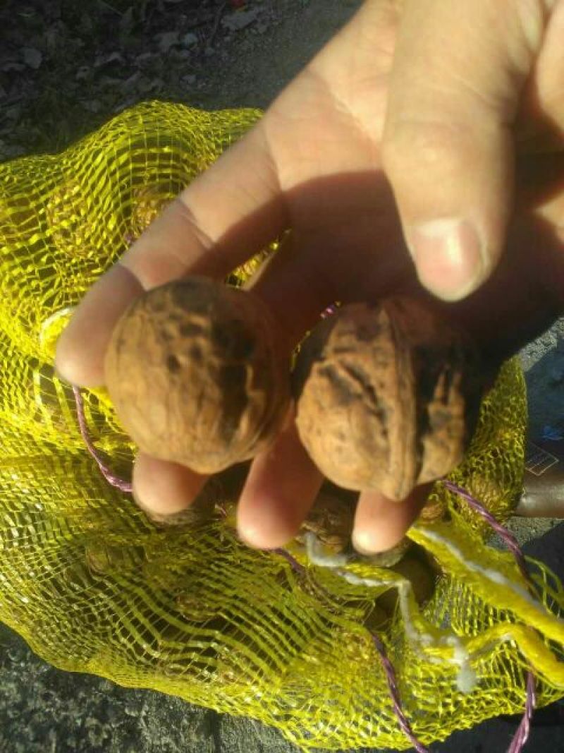 薄皮核桃去皮干