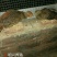 白腹锦鸡苗1斤以上