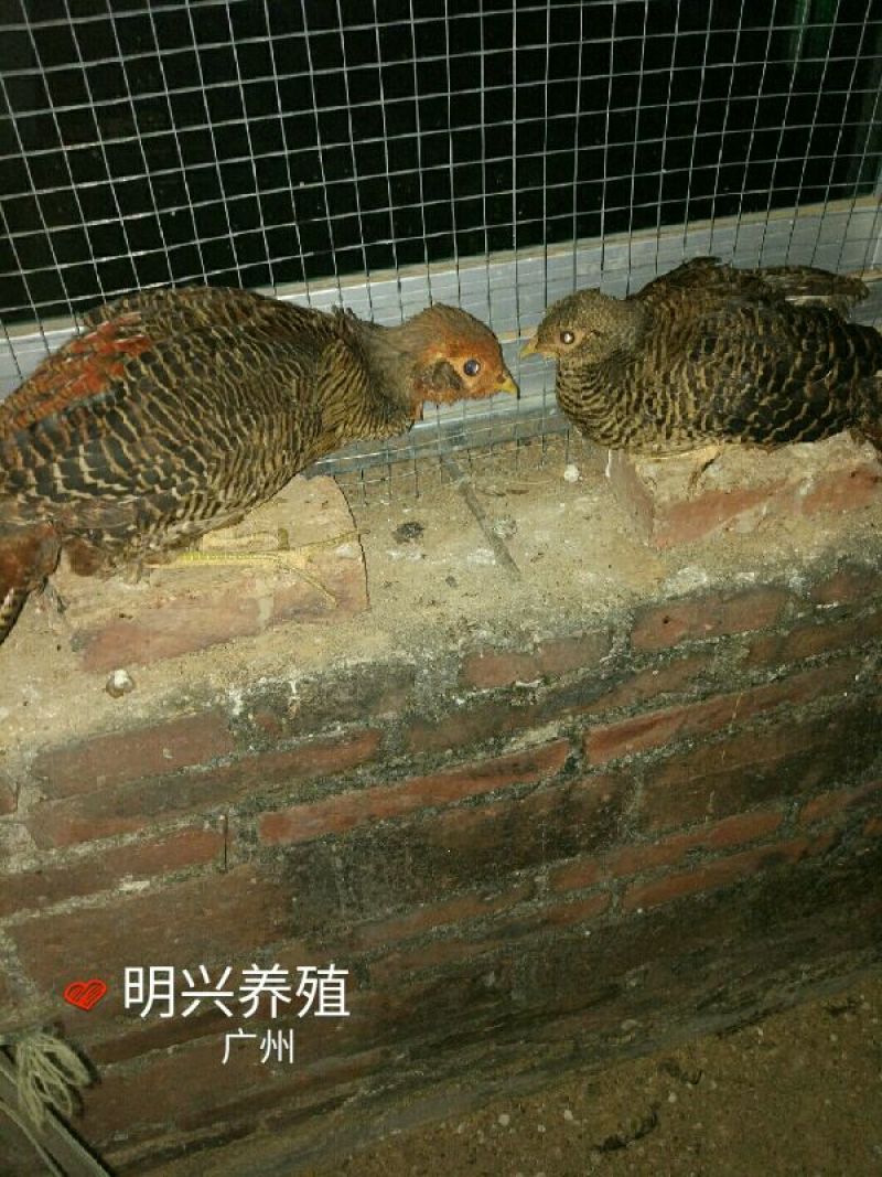 白腹锦鸡苗1斤以上