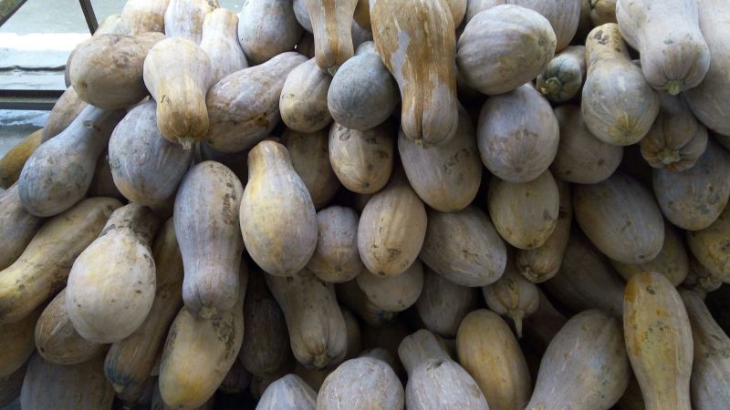 蜜本南瓜4~5斤以上长条形