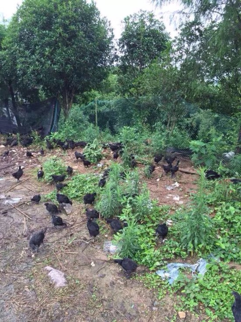 绿壳鸡蛋