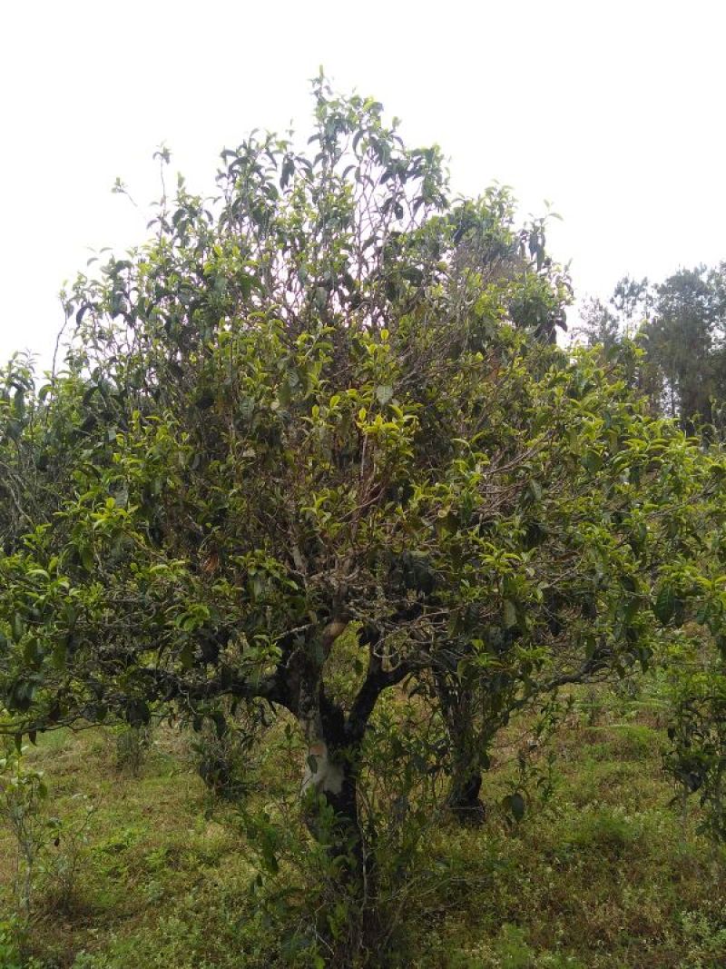 百年大树茶特级