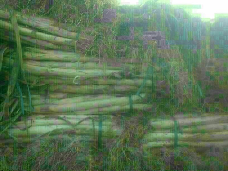 长白大葱40cm以上毛葱2cm左右