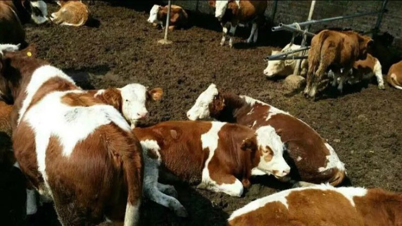 肉牛