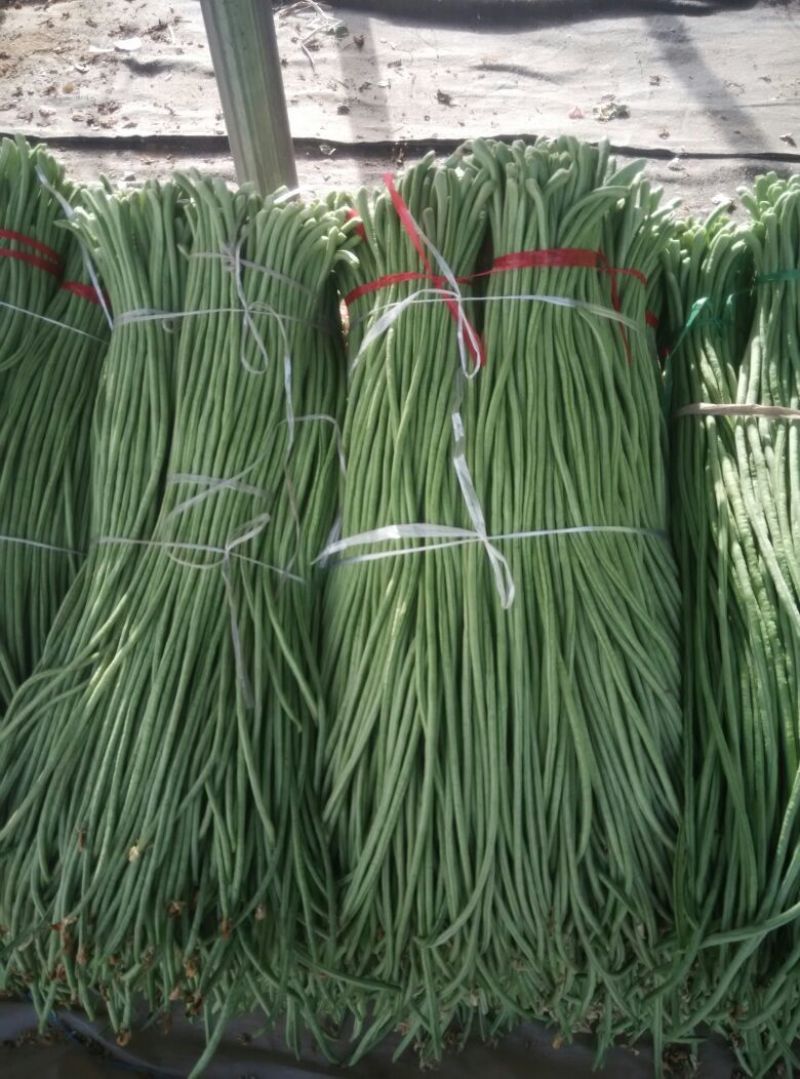 山东精品豆角原产地一手货源诚信经营量大价优全国代发