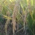胚芽米：大米微抛，留住米表面的精华及米胚芽（米头的白点）