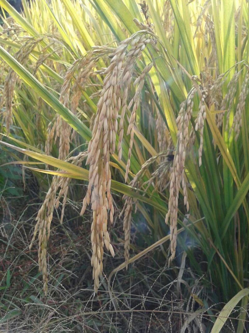 胚芽米：大米微抛，留住米表面的精华及米胚芽（米头的白点）
