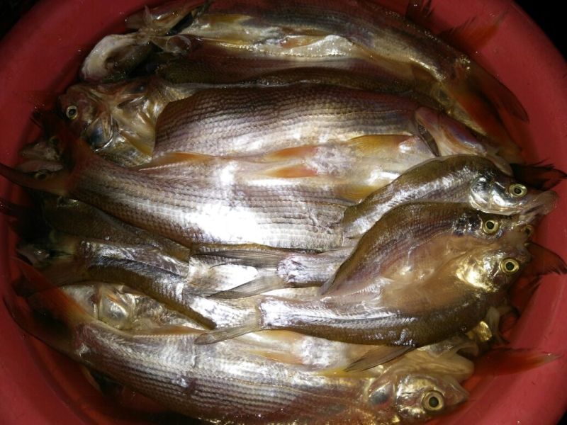 餐条鱼干