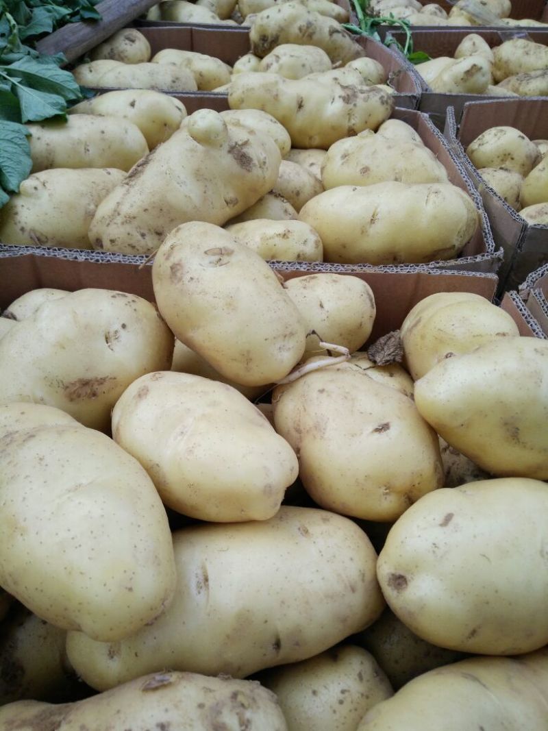 山东土豆批发基地荷兰十五土豆批发山东荷兰十五土豆