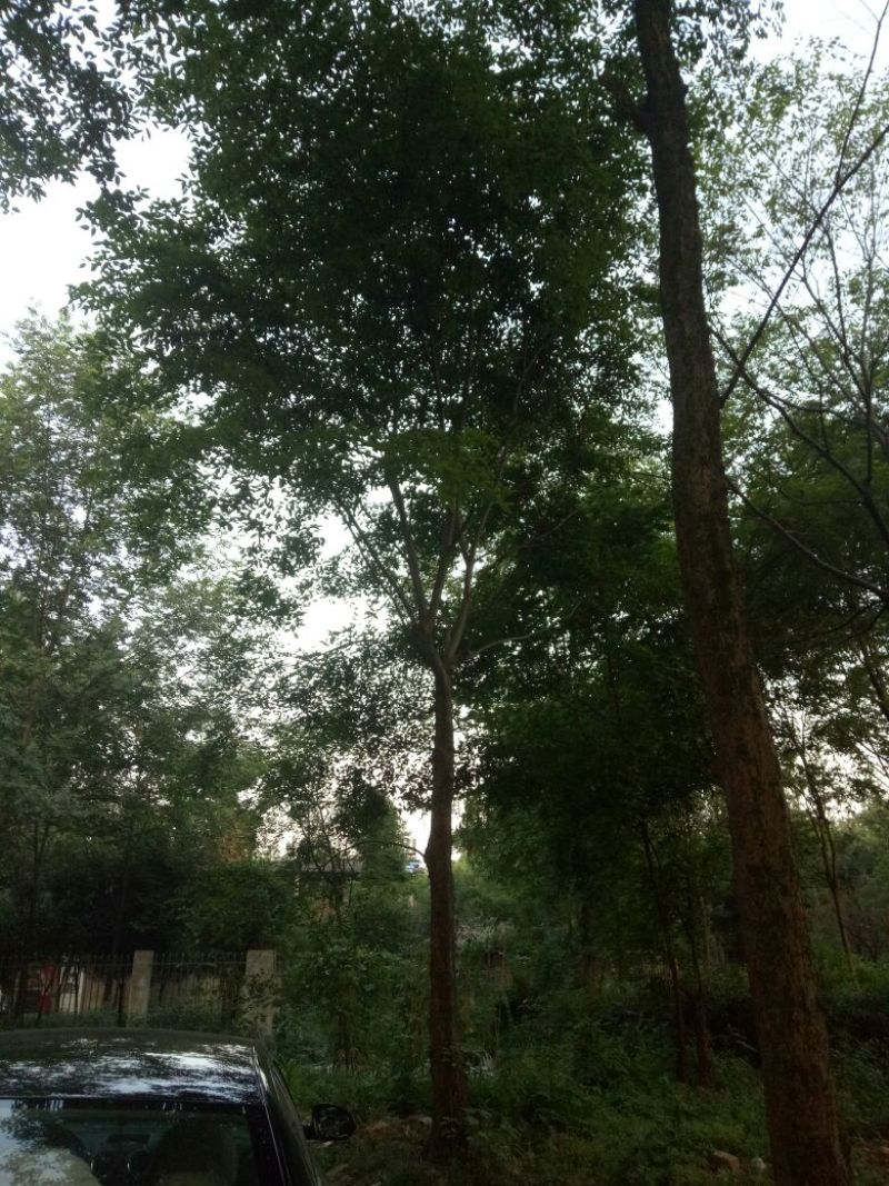 朴树10~20cm