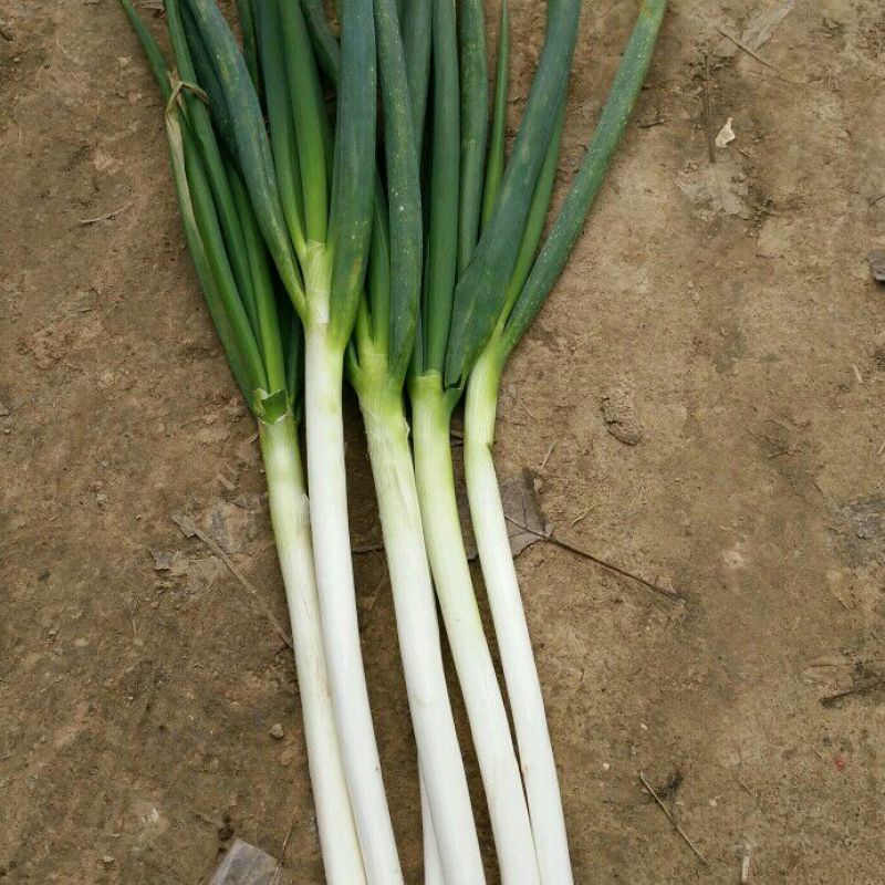 长白大葱30~40cm毛葱2cm左右