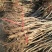 辽核1号核桃苗二年苗50~100cm