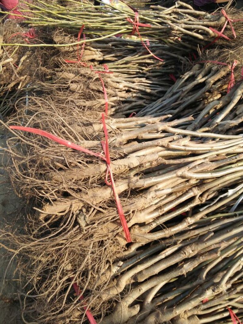辽核1号核桃苗二年苗50~100cm