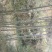 楠竹，原始竹林5~6cm5~6米
