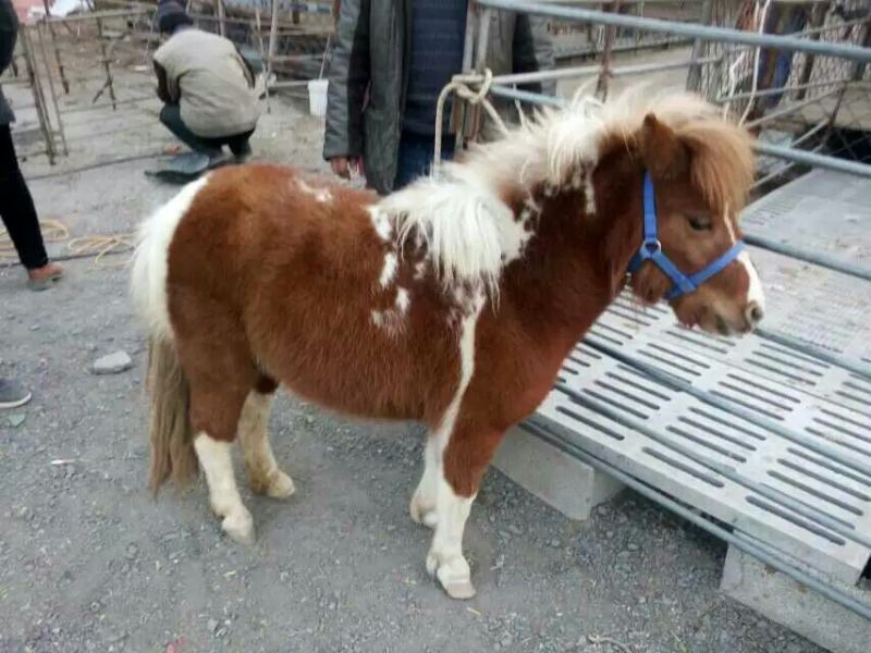 肉马