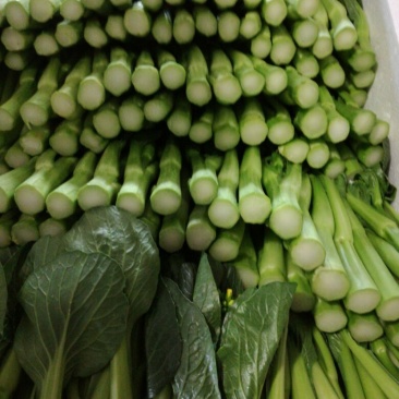 菜苔