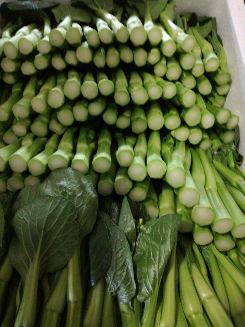 菜苔