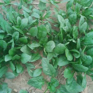 大叶菠菜25~30厘米