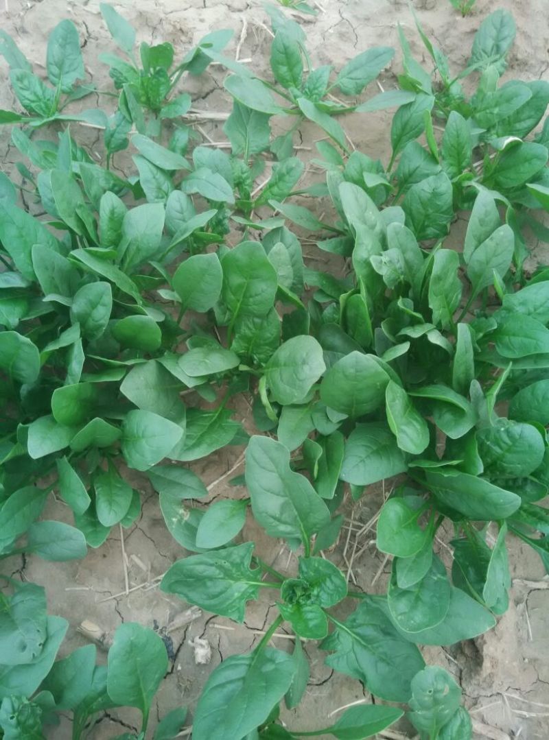 大叶菠菜25~30厘米
