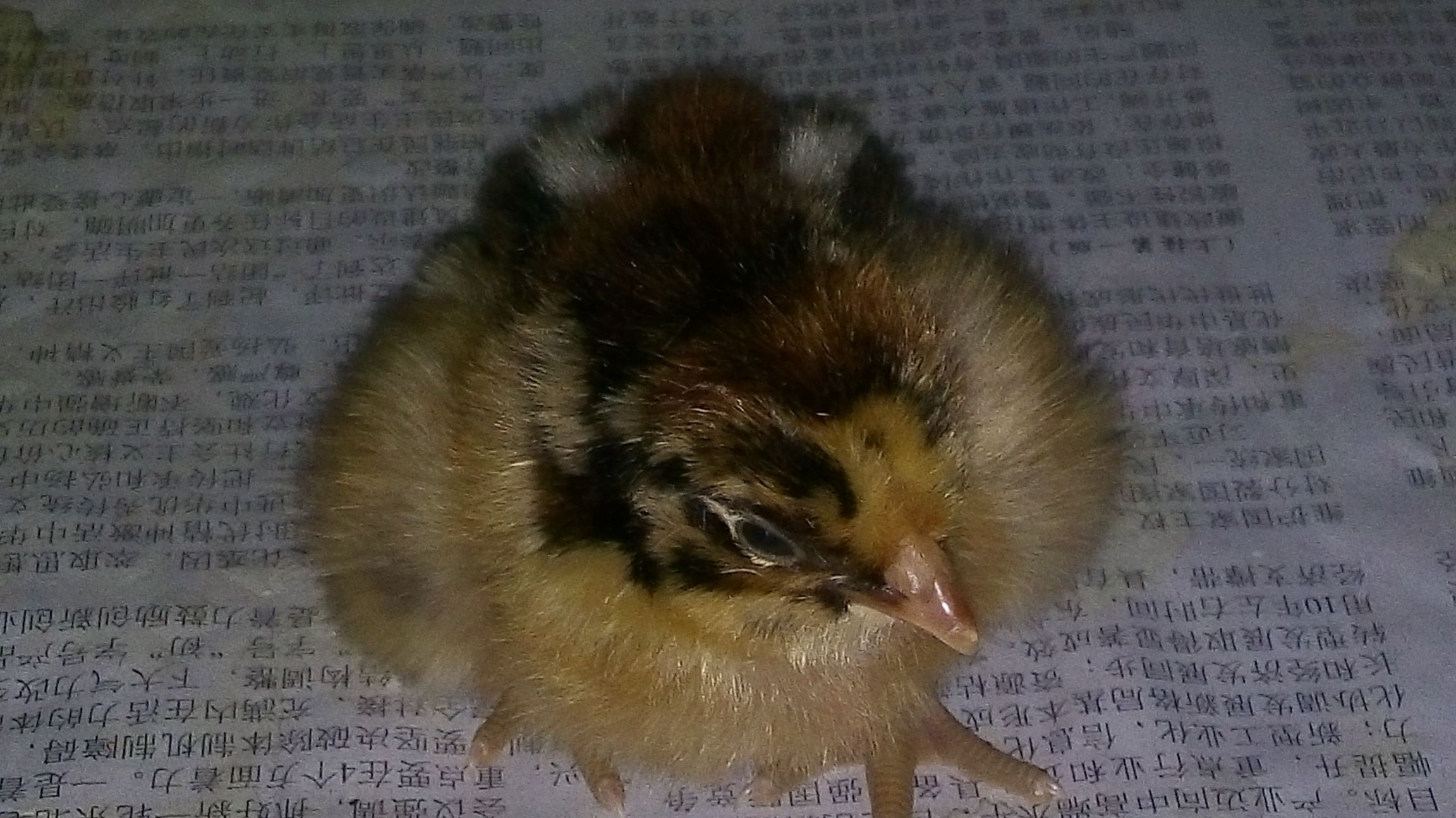 红公鸡苗 1斤以下批发_山东兖州鸡苗供应_一亩