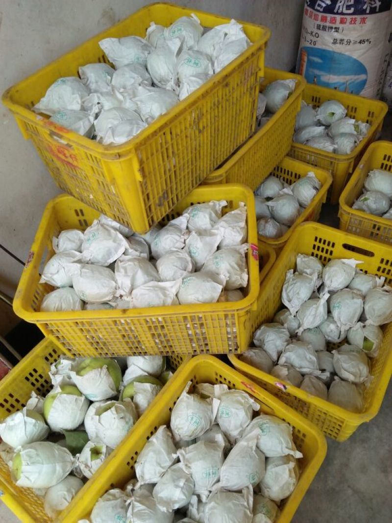 金花梨450~500g纸袋
