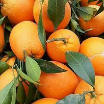 甜橙，秭归脐橙产地直供大量批发货真价实客户至上