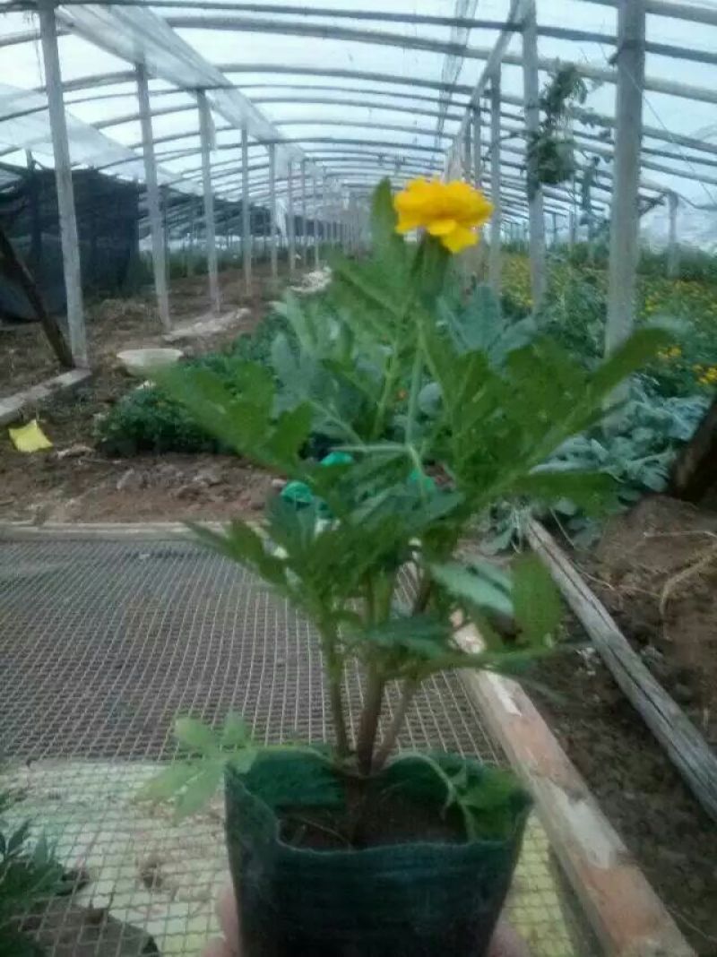 孔雀草