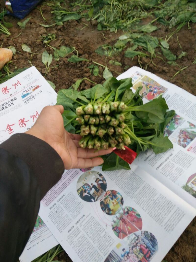 大叶菠菜20~25厘米