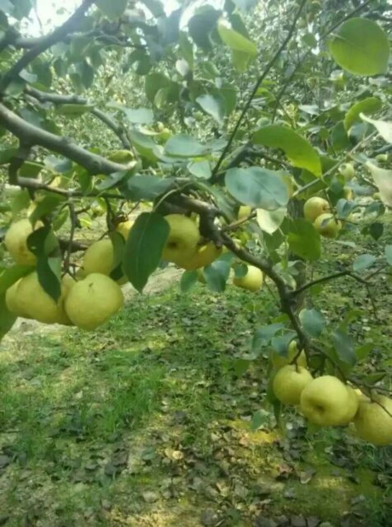 酥梨宁陵县个大多汁无渣